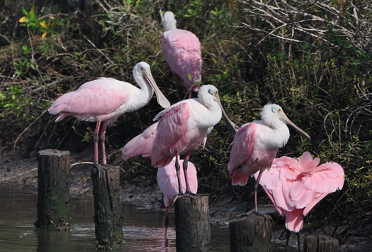 spoonbills